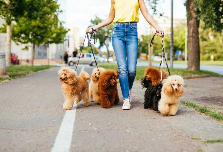 Do Toy Poodles Need to Be Walked?