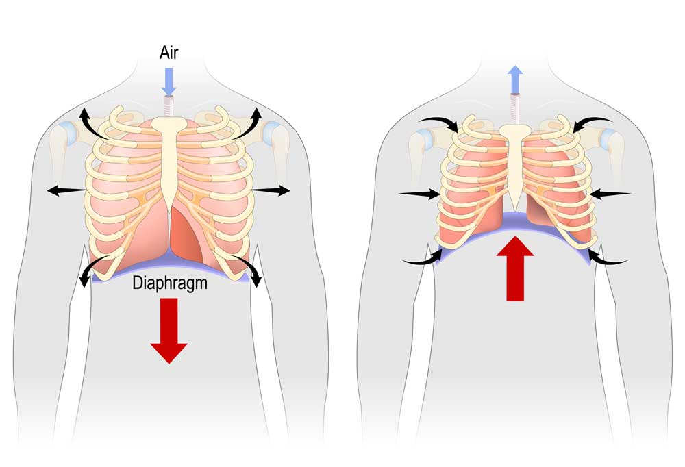 How Long Can Fleas Live Without Oxygen?