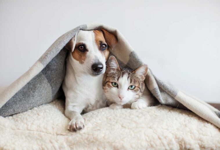 How Long Can Fleas Live Without a Host?