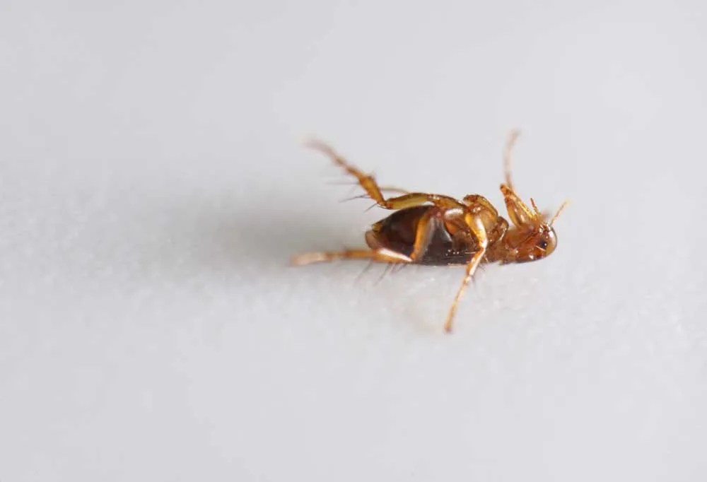 How Long Do Fleas Live on Humans?