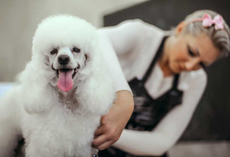 How to Groom a Matted Poodle at Home
