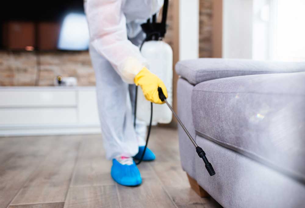 How Long Can Fleas Live in an Empty House?