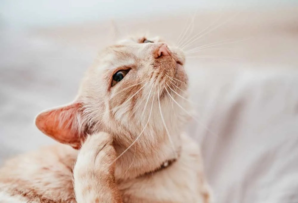 How Long Can Fleas Live on Sheets?