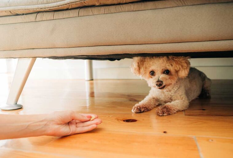 How To Train Miniature Poodles