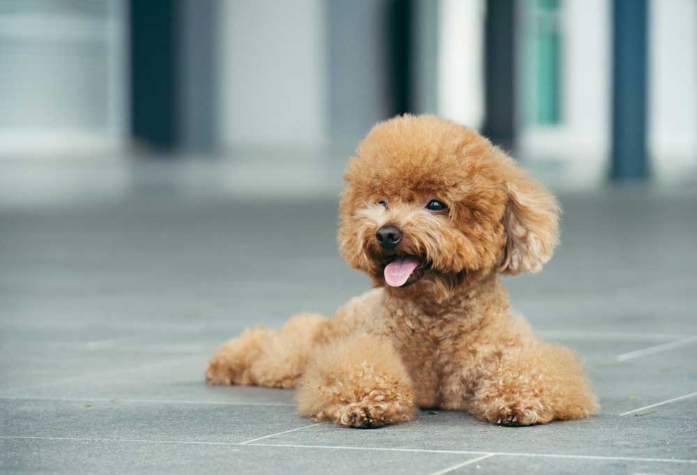 When To Bathe A Poodle Puppy at Geoffrey Layman blog
