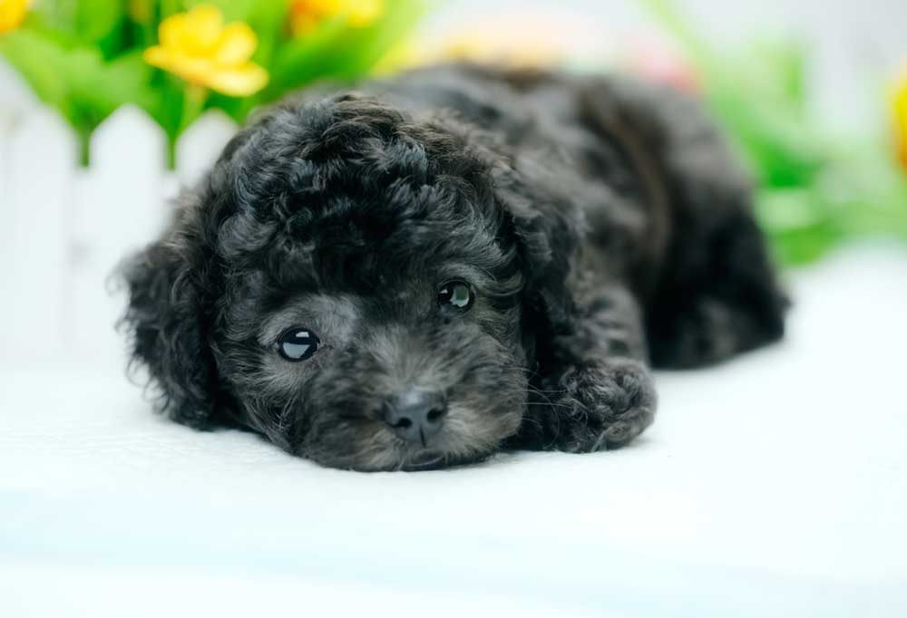How Much Should I Feed My Standard Poodle Puppy?