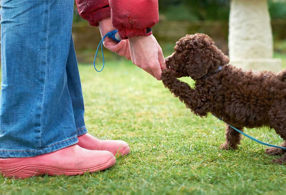 How To Train Miniature Poodles