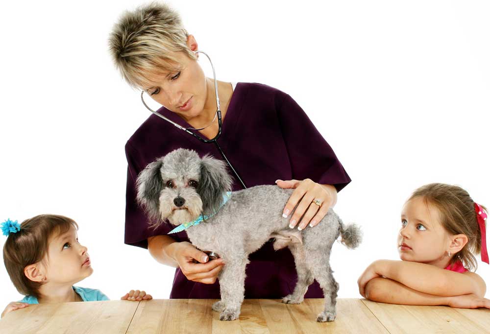 How Often Should You Feed a Toy Poodle?