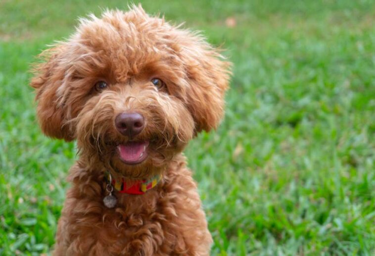 How Do You Potty Train a Toy Poodle?