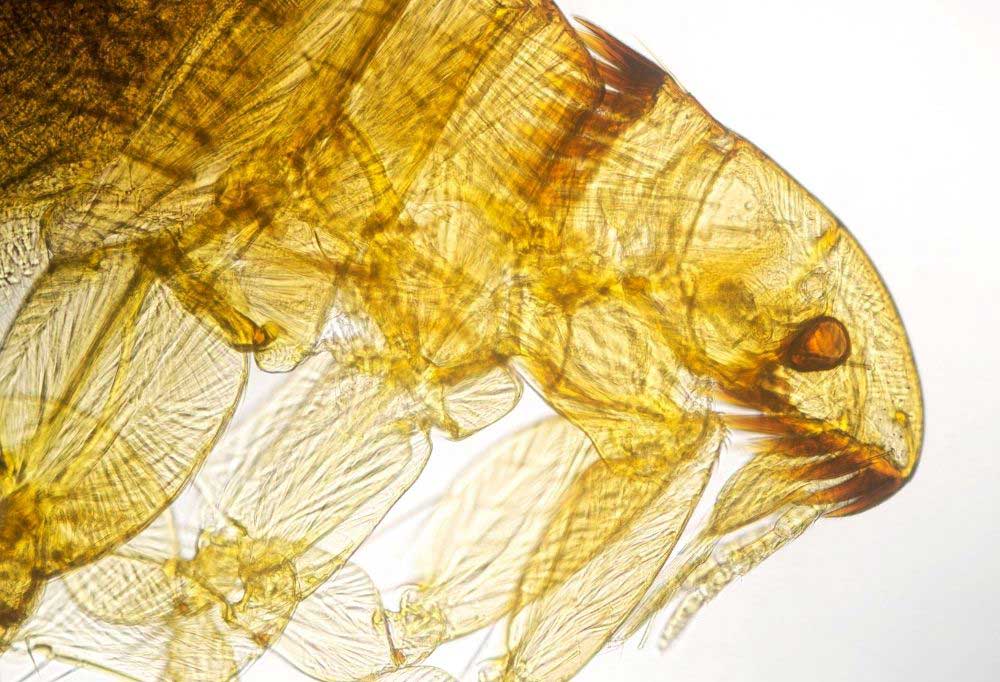 Do All Fleas Lay Eggs?