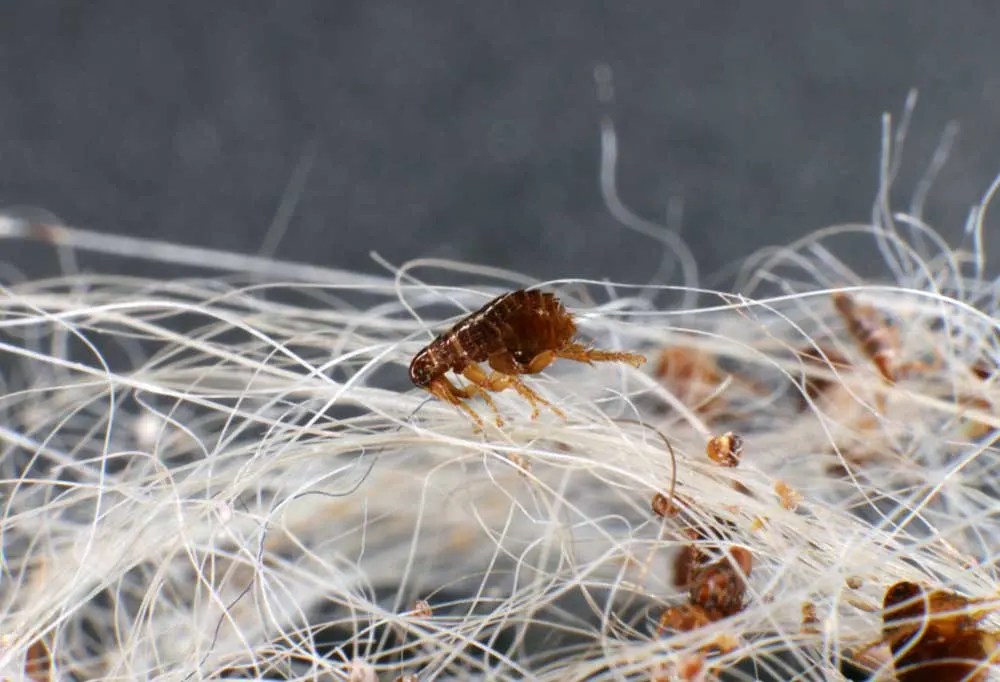 Can Fleas Lay Eggs Without a Host?
