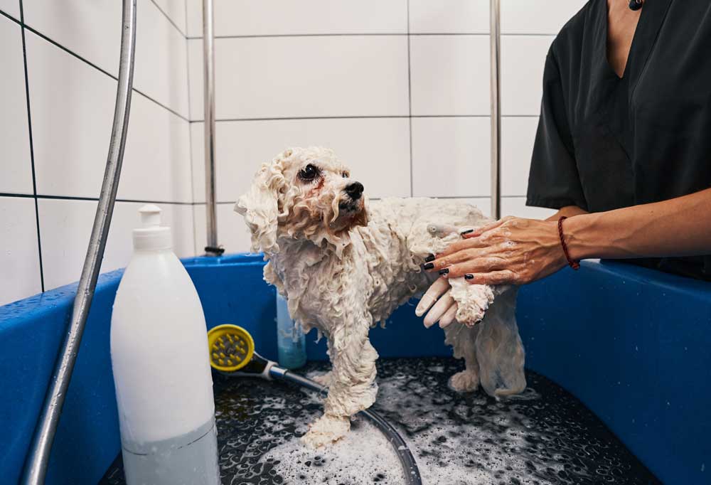 Can You Use Human Lice Shampoo On Dogs For Fleas?