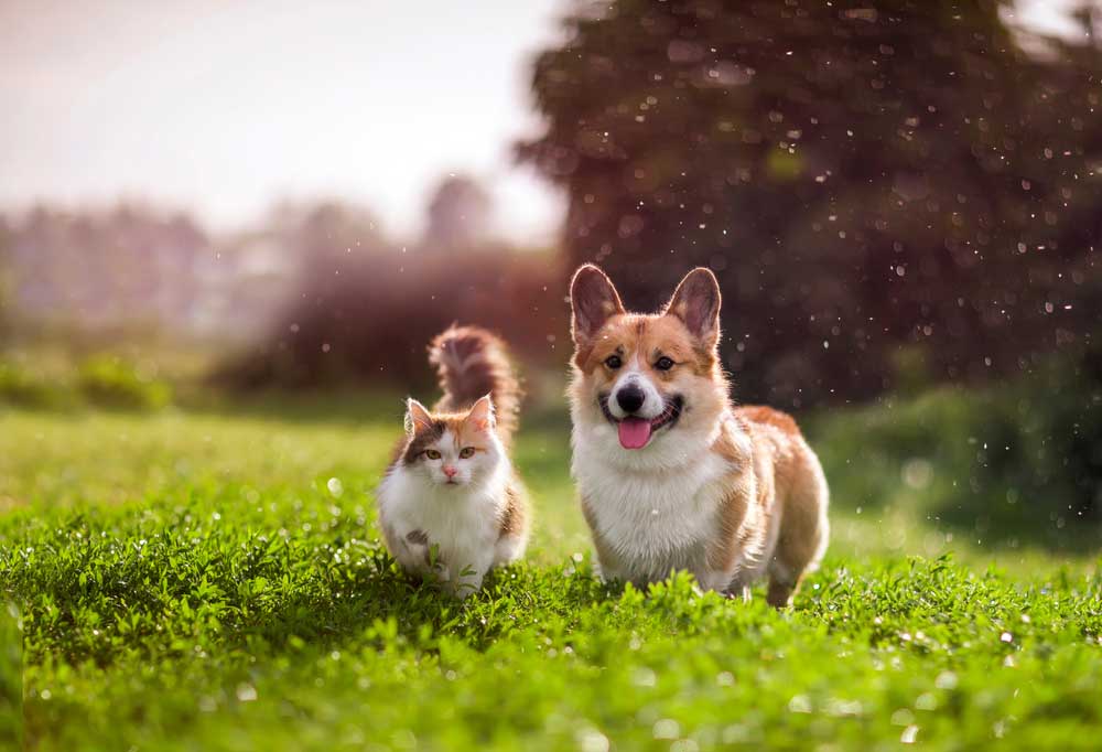 Do Fleas Jump from One Pet to Another?