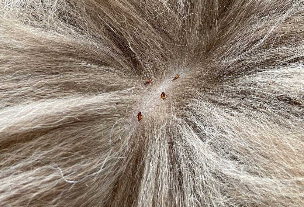 How Long Does It Take for Fleas to Lay Eggs?
