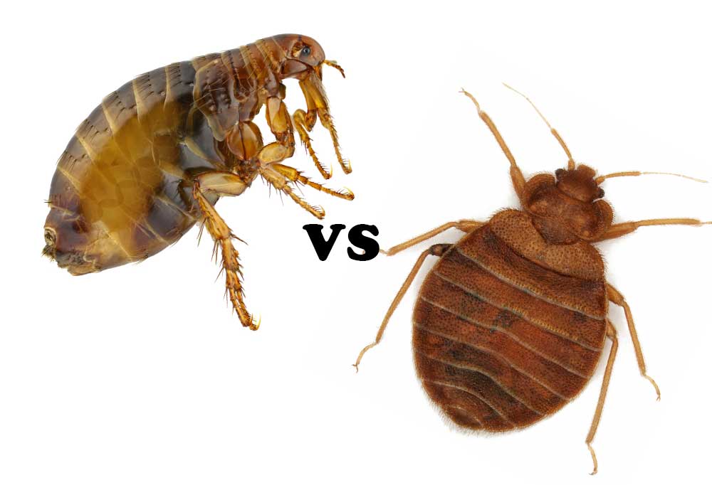 How Do You Know If It S Bed Bugs Or Fleas at Noah Ladouceur blog