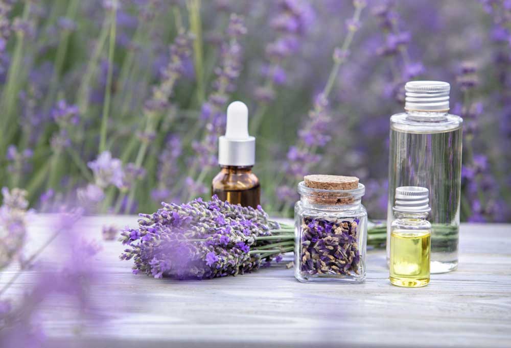How Do You Use Lavender Oil on Dogs for Fleas?