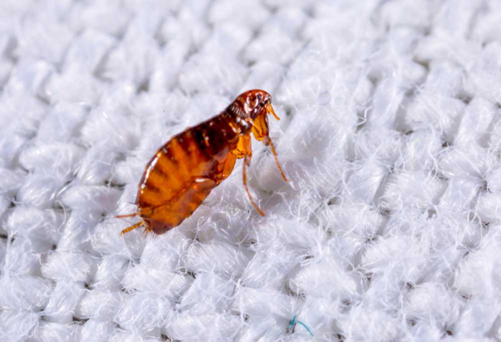 Do Dog Fleas Live In Bedding