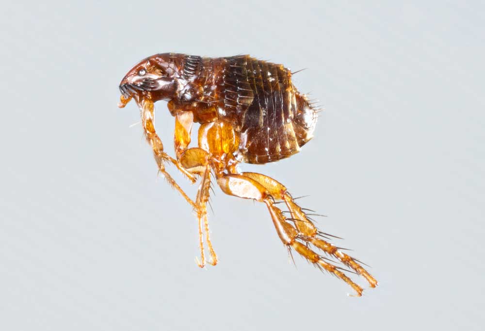 Can A House Have Fleas Without Pets?