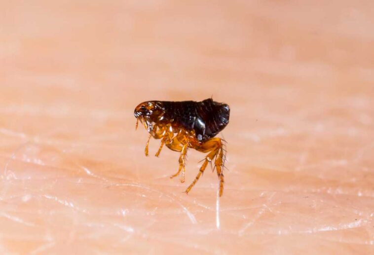 How Long Do Fleas Live?
