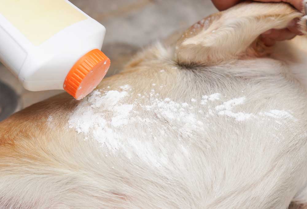 How Does a Waterless Flea Shampoo for Dogs Work?