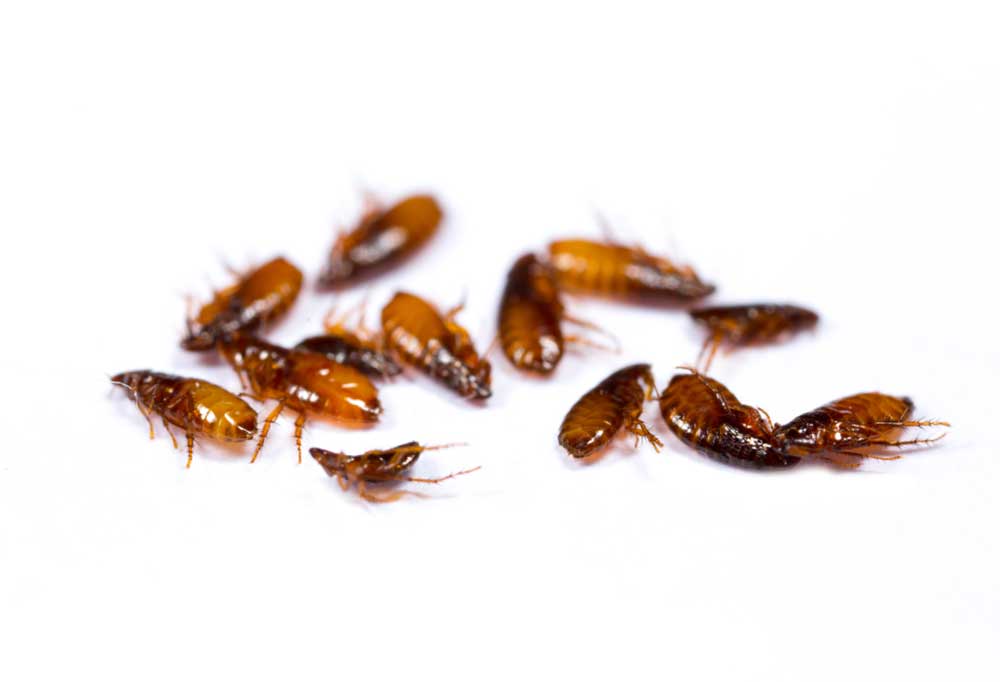 How Long Does It Take for Fleas to Lay Eggs?