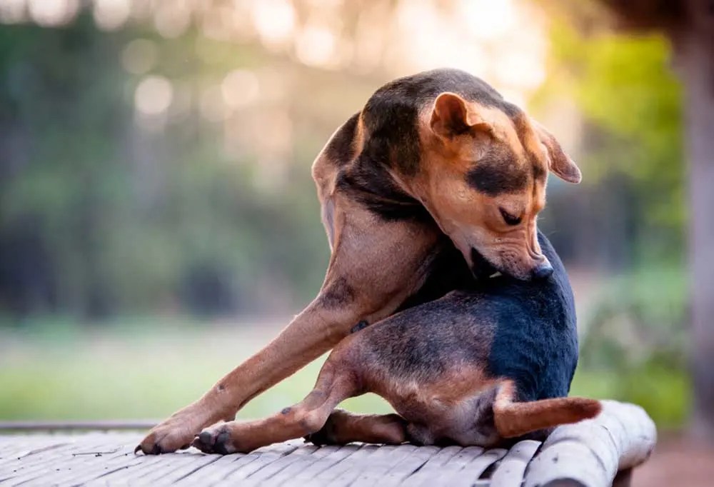 How Can I Keep Fleas Off My Dog