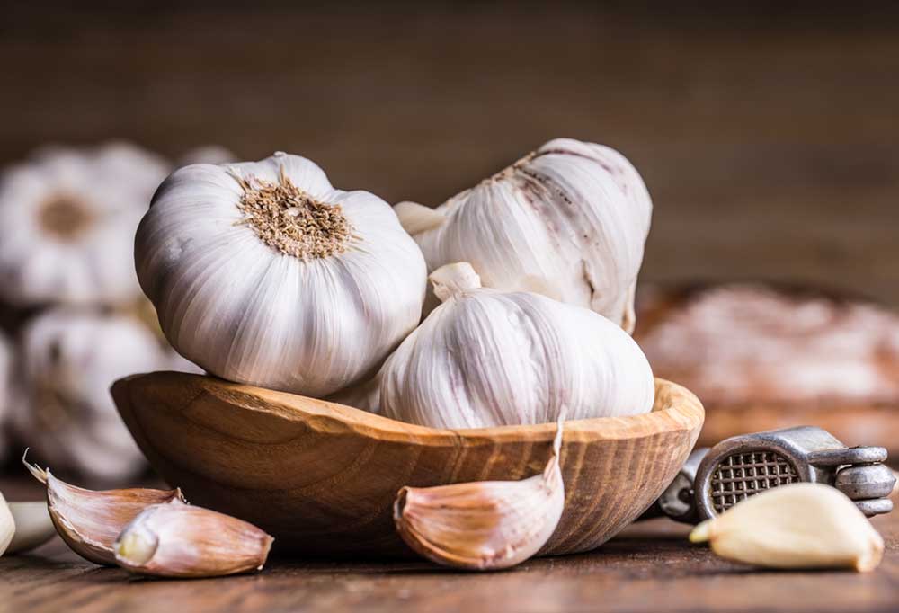 Do Garlic Pills Work for Fleas on Dogs?
