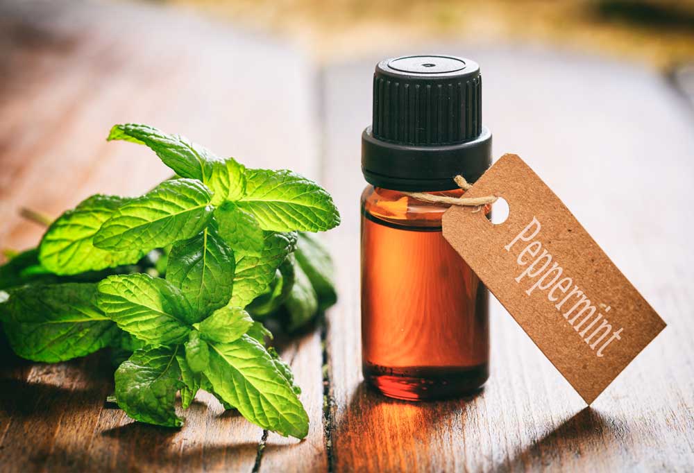 Does Peppermint Oil Kill Fleas on Dogs?