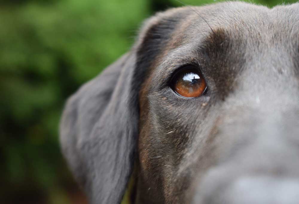 Does Peppermint Oil Kill Fleas on Dogs?
