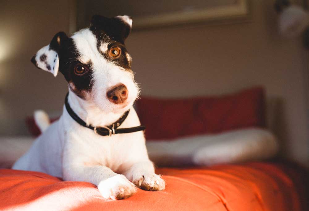 Can Dogs Use Lice Shampoo