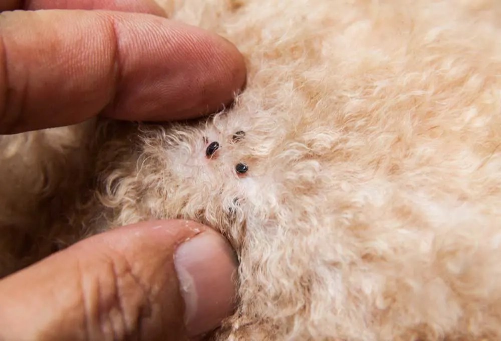 Where Do Fleas Hide On Dogs