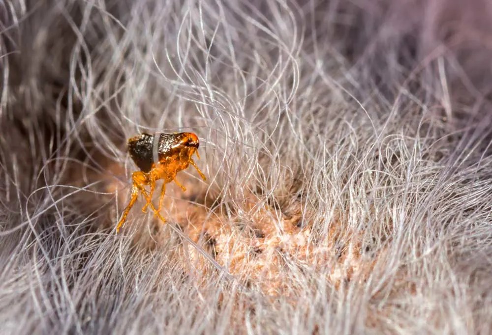 Can Fleas Lay Eggs Without a Host?