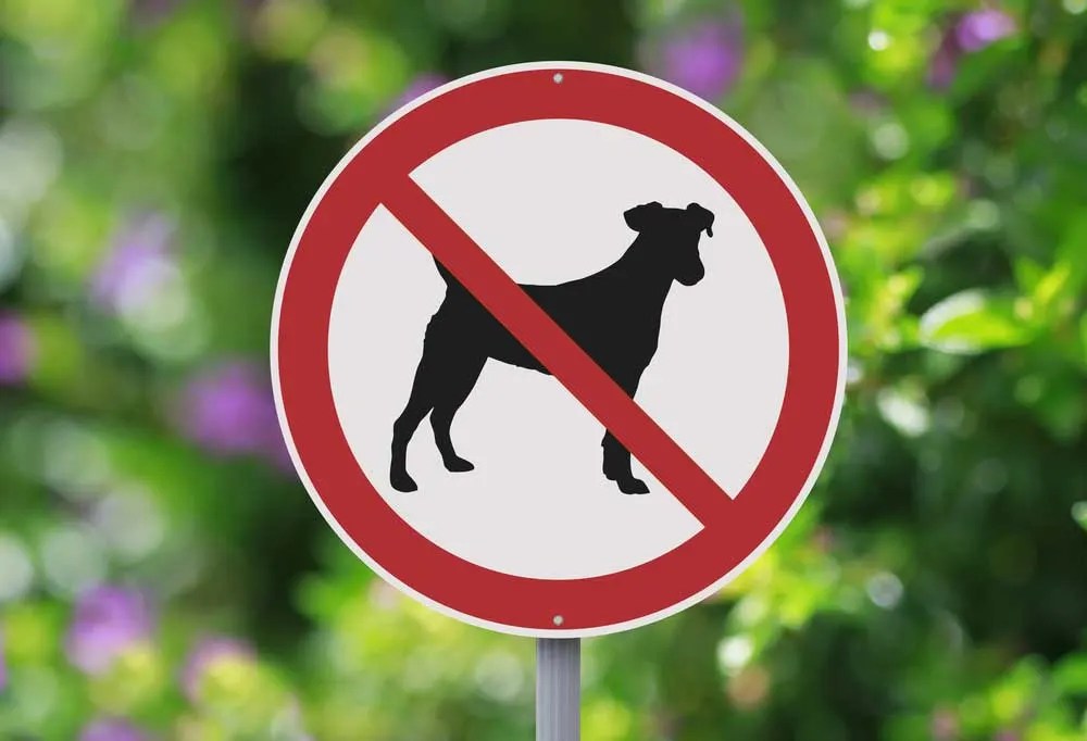 Will Fleas Go Away Without Pets?