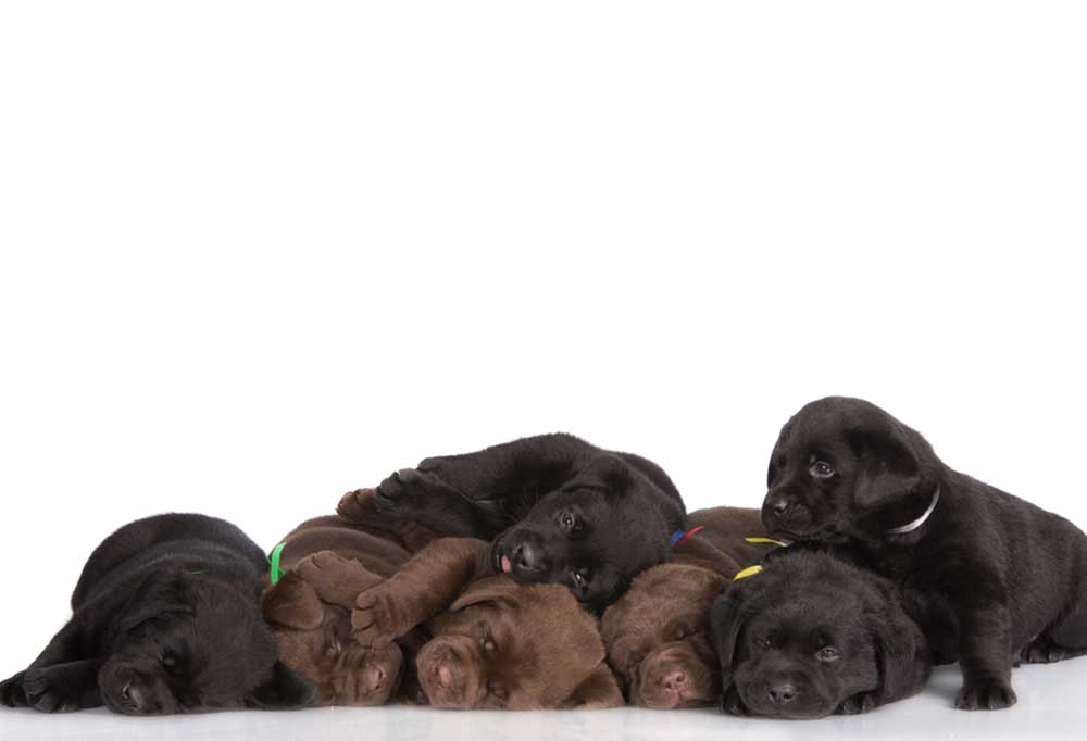 What Happens If You Breed an American Lab with an English Lab