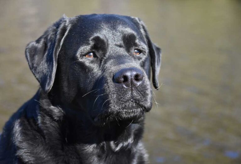 English Labrador Retriever A Complete Breed Guide