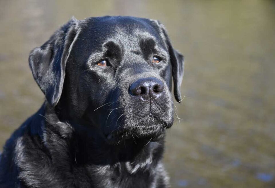 English Labrador Retriever A Complete Breed Guide
