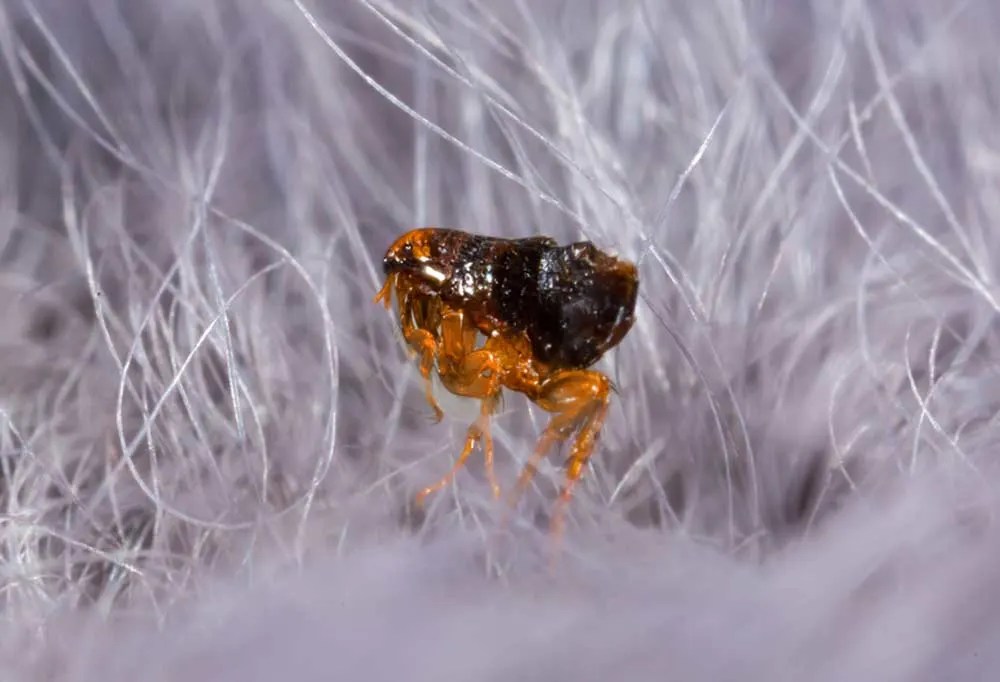 Will Fleas Go Away Without Pets?