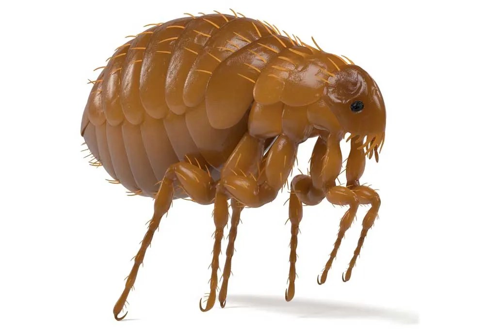 Do Fleas Lay Eggs Under the Skin?