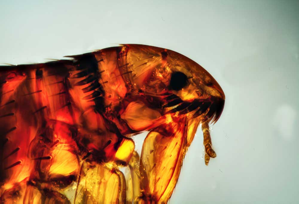 When Do Fleas Jump Off Dogs?