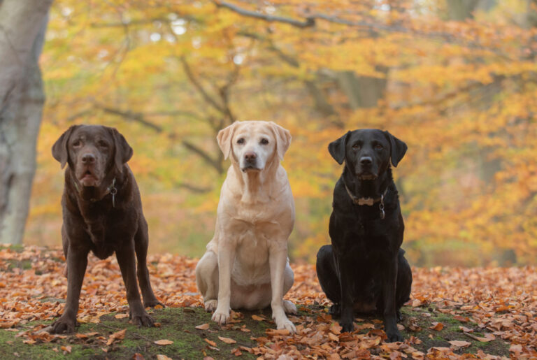 Black Lab Vs Yellow Lab Vs Chocolate Lab