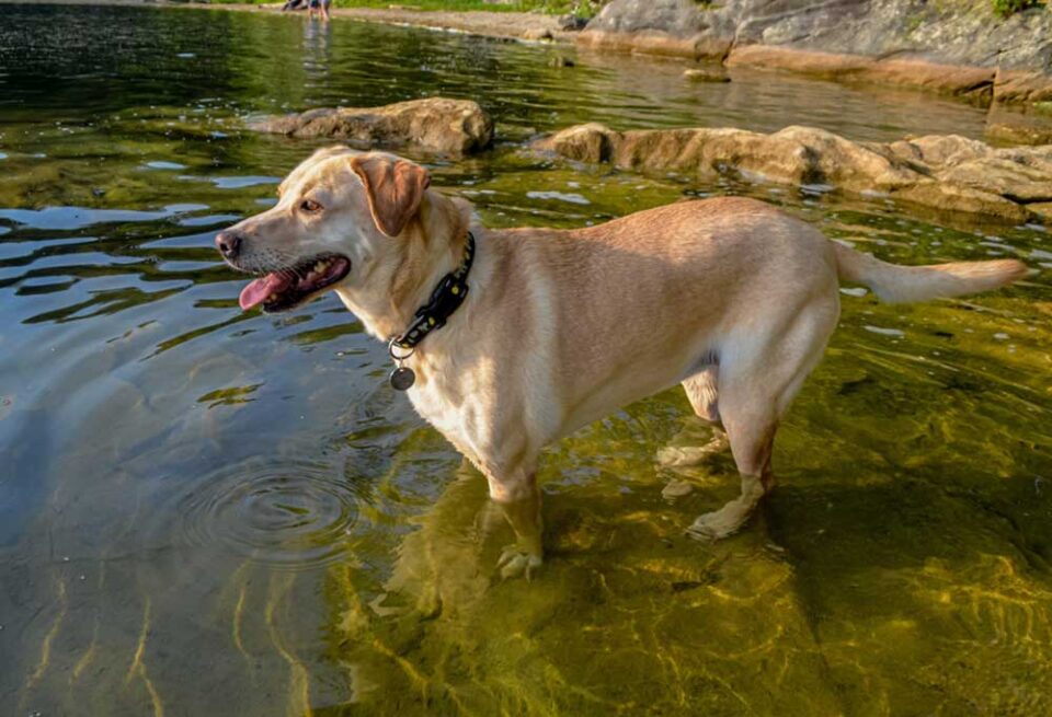 Dudley Lab vs Yellow lab