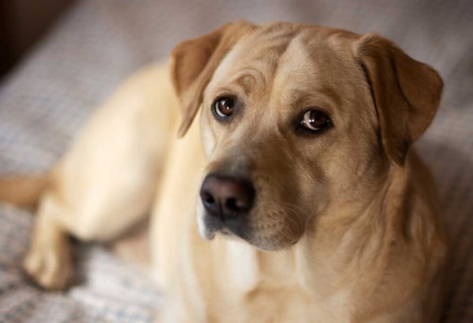 Champagne Lab Vs Yellow Lab