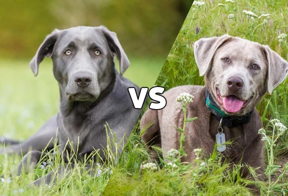 Charcoal Lab VS Silver Lab Whats the difference between these dogs