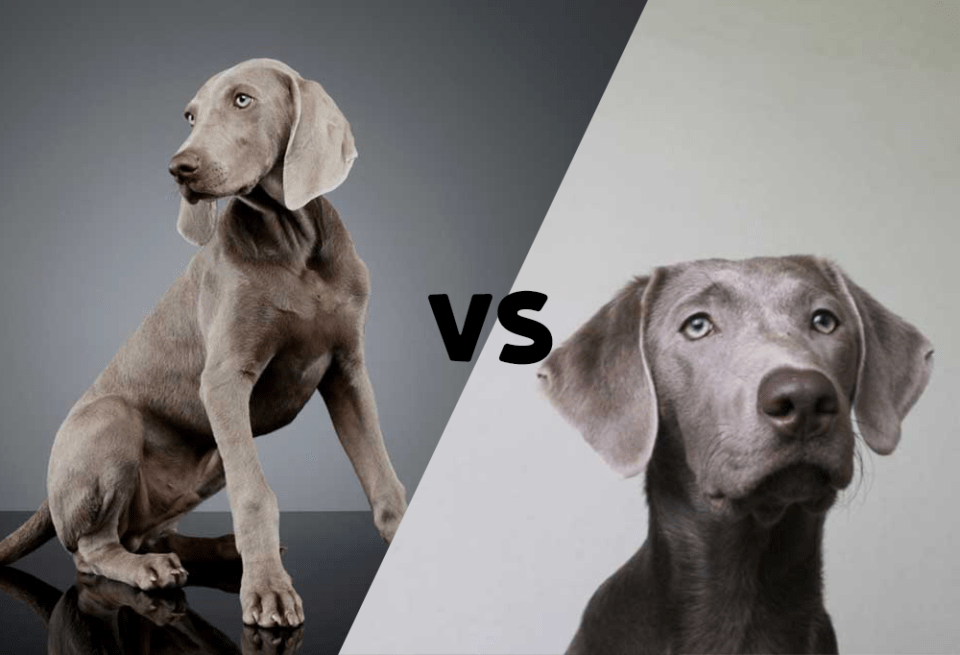Silver Labrador vs Weimaraner