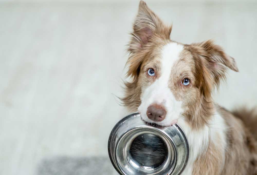 Homemade Dog Meatloaf