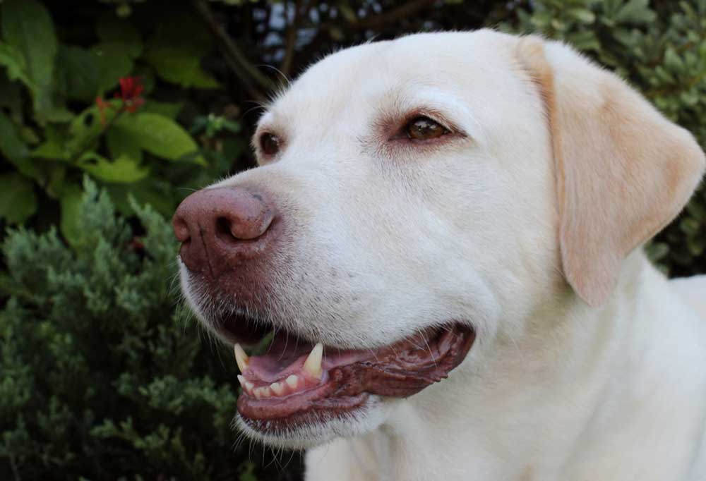 Dudley Lab vs Yellow lab