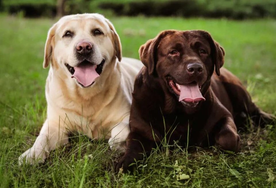 Chocolate Labs Vs Yellow Labs