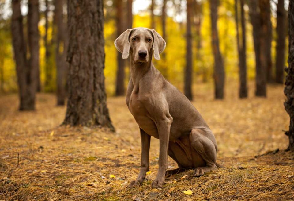 Silver Labrador vs Weimaraner