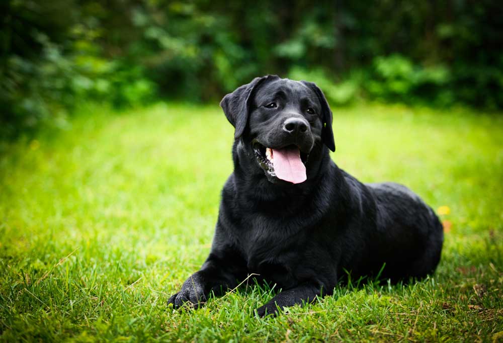 English Black Lab Vs American Black Lab