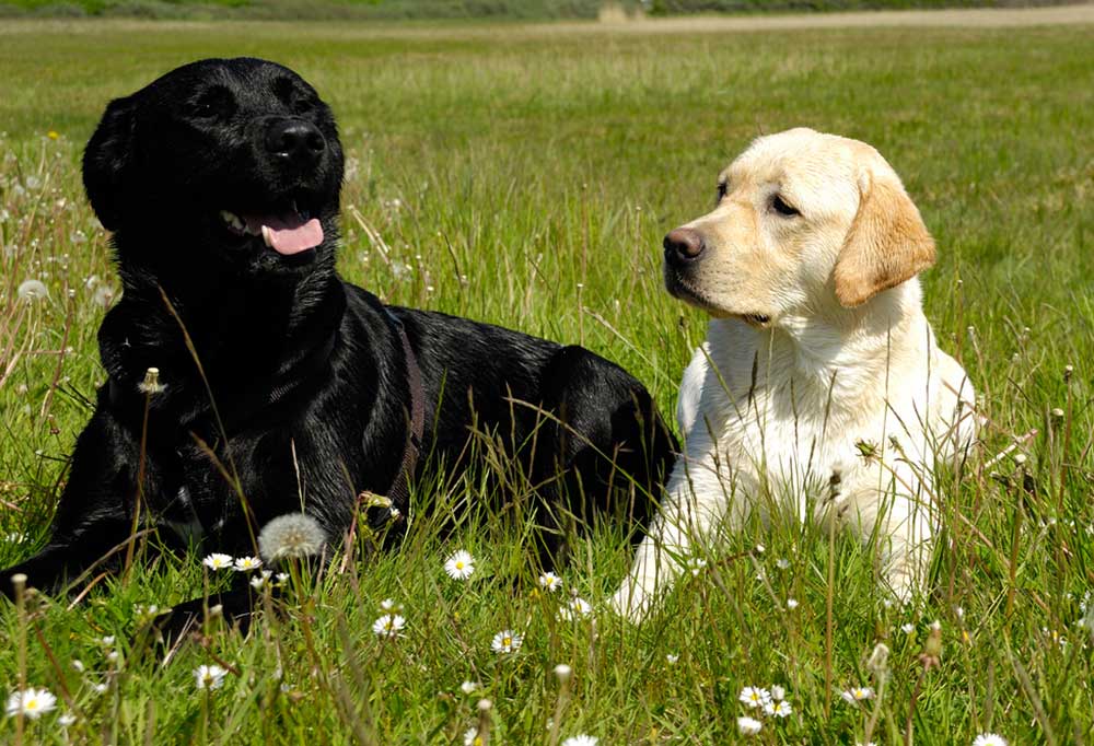 Are Black Labs Smarter Than Yellow Labs